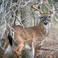 Hunting and Fishing Regulations in Lubbock, Texas: What You Need to Know