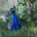 Exploring The Rich Biodiversity: Wildlife In Lubbock, Texas