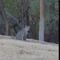 Exploring Wildlife Research Projects in Lubbock, Texas
