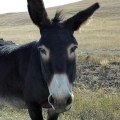 Exploring Conservation Efforts for Wildlife in Lubbock, Texas