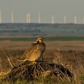 Conservation Efforts for Wildlife in Lubbock, Texas: A Comprehensive Guide