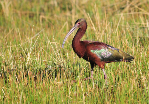Protecting Endangered Species of Wildlife in Lubbock, Texas