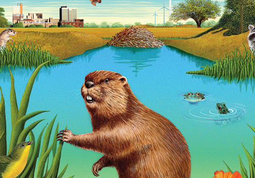 Exploring the Mammal Diversity of Lubbock, Texas