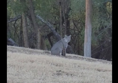 Exploring Wildlife Research Projects in Lubbock, Texas
