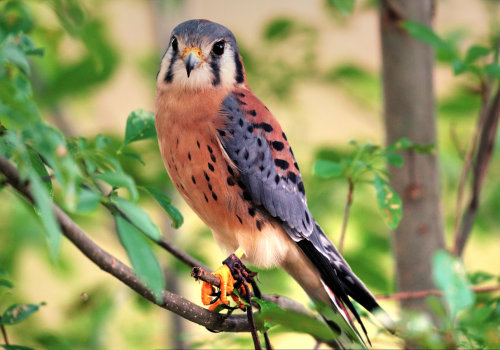Gaining Practical Experience in Wildlife Conservation in Lubbock, Texas