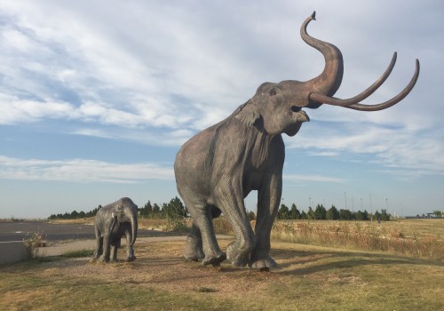 Exploring Wildlife Events and Activities in Lubbock, Texas